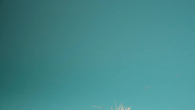 Tilt down revealing white eucalyptus flowers on light blue background
