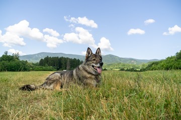 German shepherd dog playing in the garden or meadow in nature. Slovakia