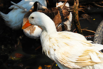 White ducks are looking for food to eat