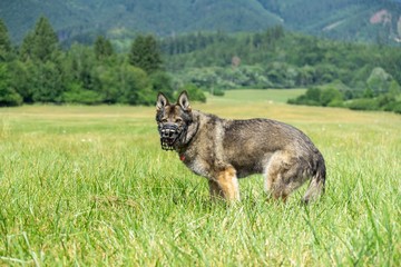 German shepherd dog playing in the garden or meadow in nature. Slovakia