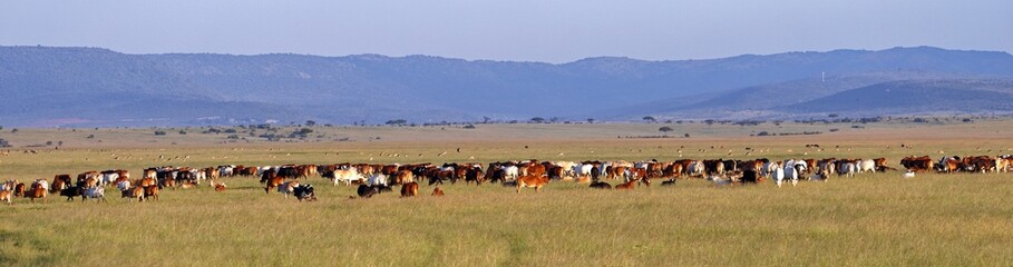 Rinderherde in der Masai Mara