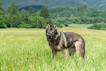 German shepherd dog playing in the garden or meadow in nature. Slovakia