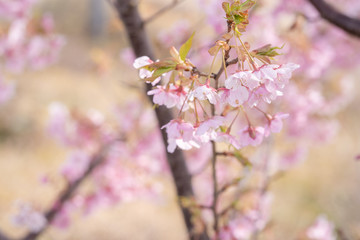 Fototapeta premium 桜