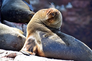 Sea Lion , Ballestas Islands ,  Paracas  , Peru 