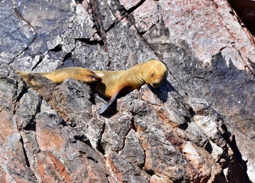 Sea Lion , Ballestas Islands ,  Paracas  , Peru 