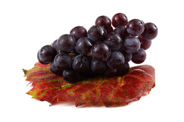 Black grape on autumn leaf
