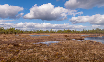 View of a peat bog lake on a sunny day