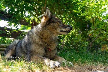 German shepherd dog playing in the garden or meadow in nature. Slovakia