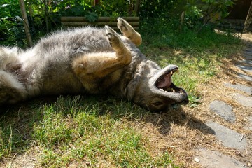 German shepherd dog playing in the garden or meadow in nature. Slovakia