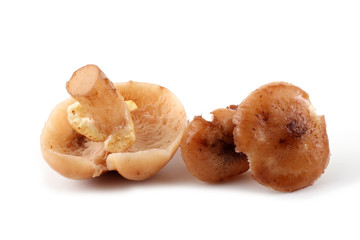 Honey fungus mushrooms