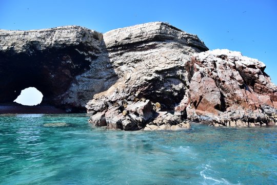 Sea Lion , Ballestas Islands ,  Paracas  , Peru 