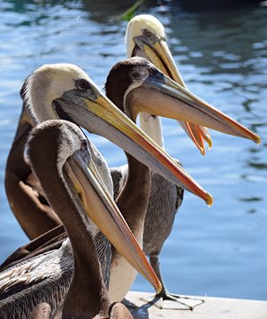 Pelican , Ballestas Islands ,  Paracas  , Peru 
