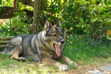 Naklejka na ściany i meble German shepherd dog playing in the garden or meadow in nature. Slovakia