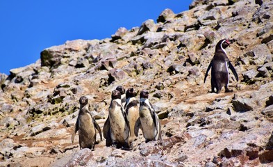 Humboldt Penguins  , Ballestas Islands ,  Paracas  , Peru 