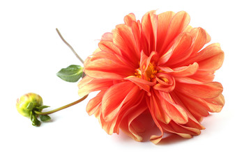 Dahlia flower