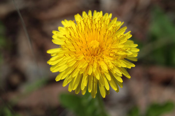 Dandelion