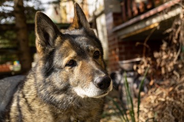 German shepherd dog playing in the garden or meadow in nature. Slovakia