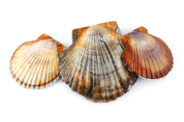 Three scallops