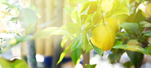 Lemon garden, summer background