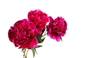 Red peony flowers