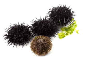 Gray and black sea urchins on alga