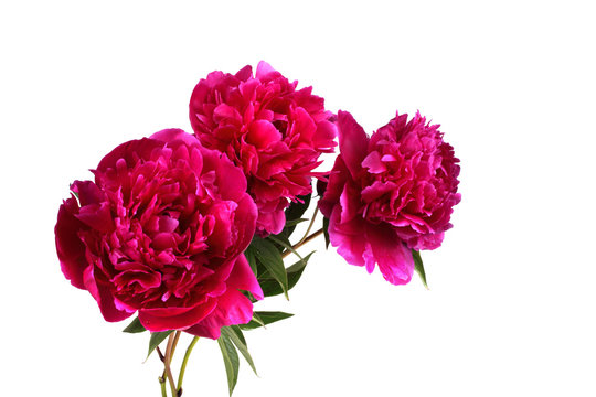 Red Peony Flowers