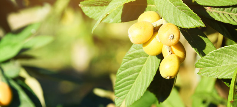 Medlar (Nespera) garden, Spain, Altea
