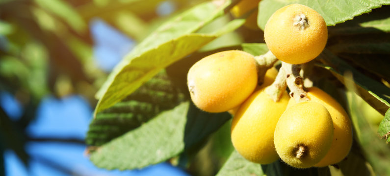 Medlar (Nespera) garden, Spain, Altea
