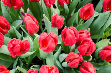 Tulips red spring flowers, blurred background, soft focus, top view