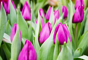 Spring flowers purple tulips, blurred background, soft focus,