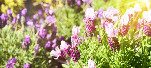 Lavender Garden flowers , Summer time