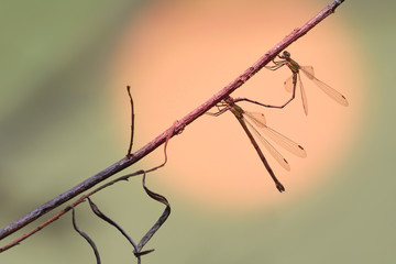 Love of dragonfly in sunset