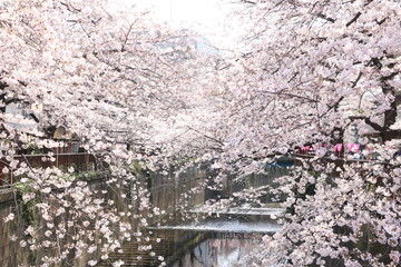 目黒川の桜