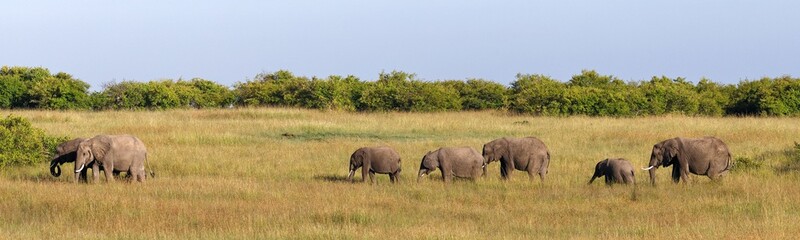 Afrikanische Eelfanten in der Masai Mara
