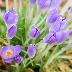 Small purple crocus flowers in the snow