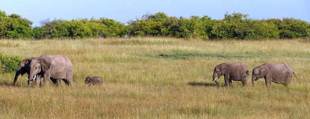 Elefanten in der Masai Mara