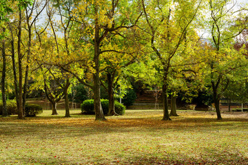 大阪豊中・千里中央公園の秋の風景