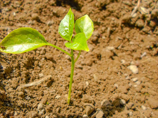 Seedlings green sprout of pepper grows in the soil in spring. The concept of growth of nature, business growth, World Environment Day.