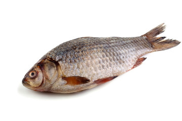 Crucian carp