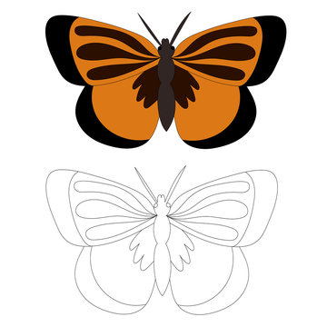  isolated, brown butterfly, coloring book