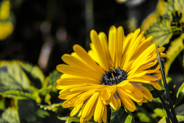 yellow flower in a park