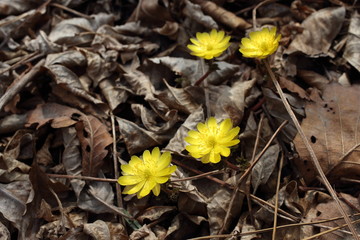 Adonis amurensis, Far Eastern snowdrop