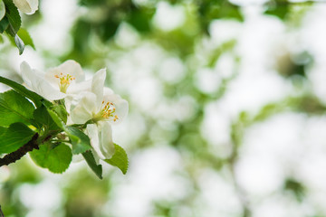 Close-up apple tree blossom branch. Spring background. Copy space