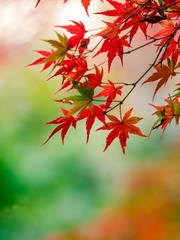 紅葉 Autumn leaves 39