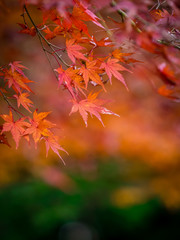 Naklejka na ściany i meble 紅葉 Autumn leaves 35