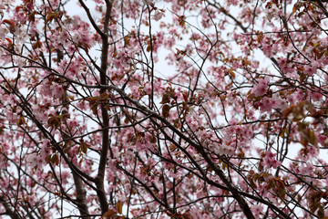 Sakura. Apricot blossom.