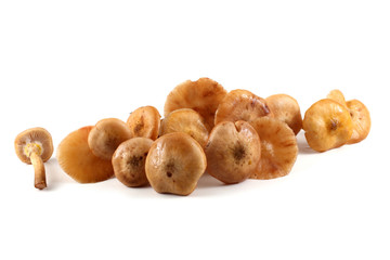 Honey fungus mushrooms