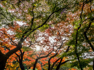 紅葉 Autumn leaves 27