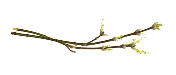 Spring twigs with sprouted buds