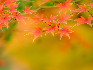 紅葉 Autumn leaves 22
